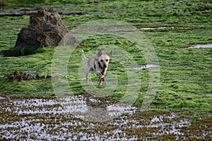 Dog at the sea photo